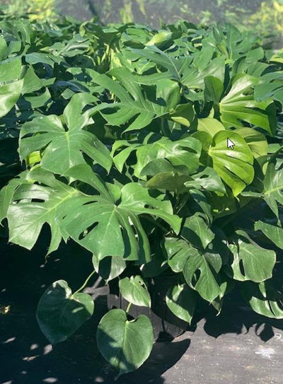 14" Philodendron Monstera Trellis